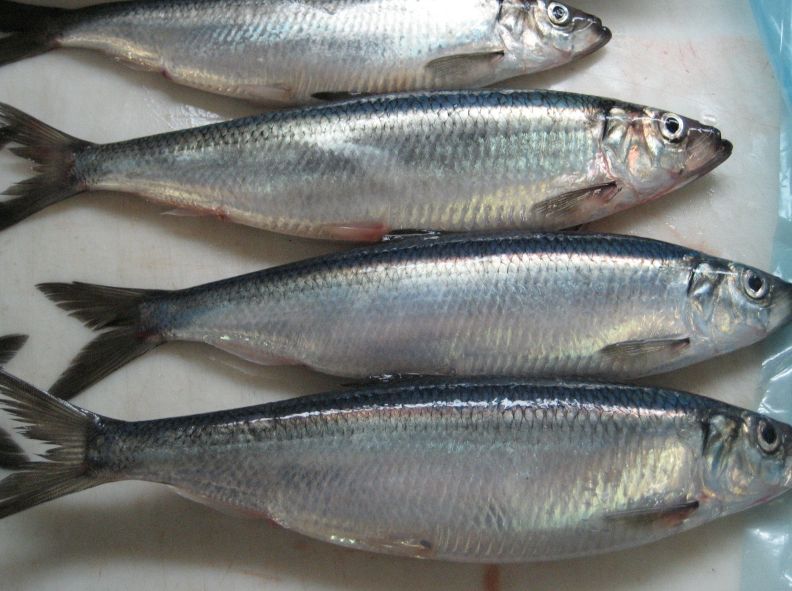 Horse Mackerel (Kote)